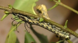 гусеница Бромеи линяет