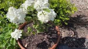 New Greenhouse Floor, Planting Clematis, Raised Bed Update