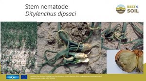 Nematodes: A world to discover | Leendert Molendijk - Wageningen University