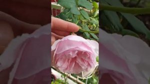GARTENTRAUME rose in container