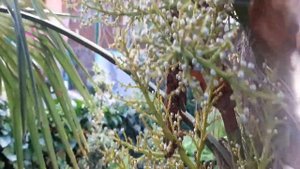 Ростовский Трахикарпус  завязал семина