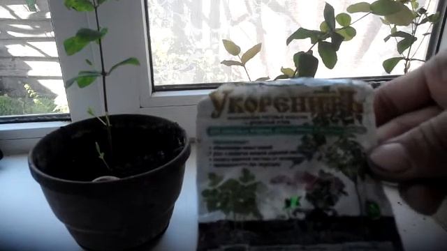 Разведение Жимолости и Голубики черенкованием. смотреть онлайн