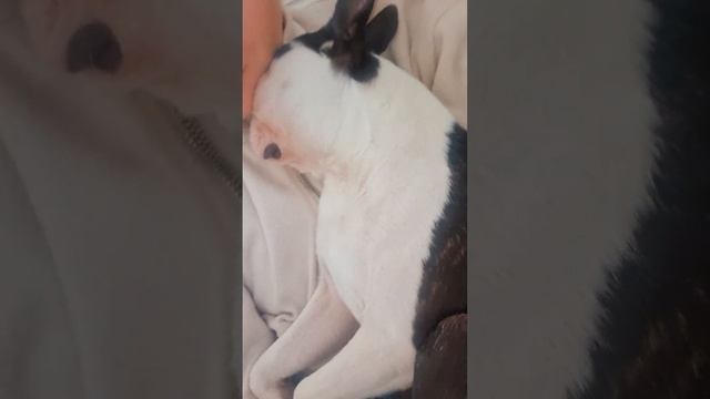 малыш уснул?а как у вас спят домашние питомцы?? #bostonterrier #бостонтерьер #брейн #сон
