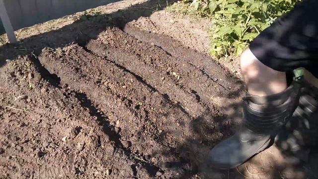 Как сажать кукурузу топ фермер Серёга раскажет как засадить семянами огород смотреть онлайн