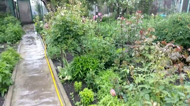 Розы. Дожди - что делать с розами. смотреть онлайн