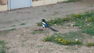 Сорока птица. Чем питается сорока. Сорока ест мясо. Сорока птица видео