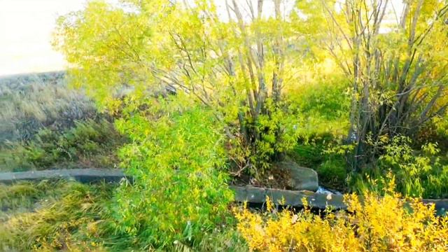 Село Погодаево. Осенние зарисовки 2 (Пруд шлюзы) Октябрь 2019