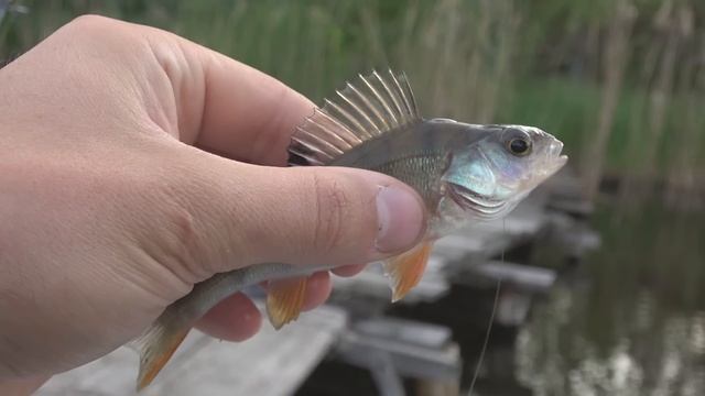 Рыбалка на АКТИВНЫЙ СИЛИКОН летом 2023... ТЫ БУДЕШЬ ЛОВИТЬ МНОГО!!! Ловля на отводной поводок смотреть онлайн