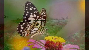 "Дом" Наталья Власова