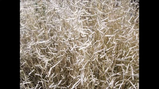 Unbagging: Pentax Optio RS1000 - A Brief Look - Sample Pictures and Video смотреть онлайн