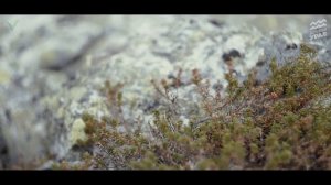 ДОСТУПНЫЙ УРАЛ#31 МАНЬПУПУНЕР