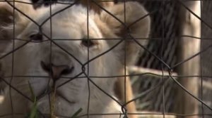 "Zooпарк": "Возвращение белого льва"