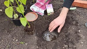 ПОСАДКА СЛАДКОГО ПЕРЦА В ОТКРЫТЫЙ ГРУНТ ИЛИ ПАРНИК