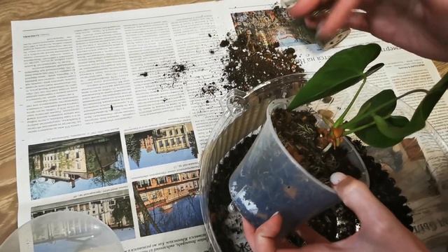 Видео 83. Посадка антуриума Юта смотреть онлайн