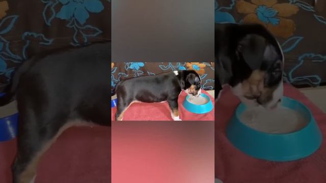 📞+7 (921) 644-88-02 Продаётся Мини Бультерьер Девочка 🐶🎀 Гюнп Эхо Мое 🎀 🐶