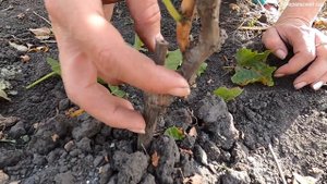 КАК УКРЫТЬ ВИНОГРАД НА ЗИМУ. ОБРЕЗКА ВИНОГРАДА ОСЕНЬЮ. ОТЛИЧНЫЙ РЕЗУЛЬТАТ!