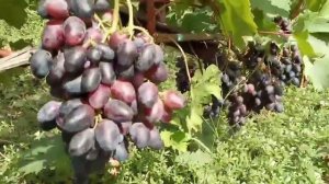 Сорт винограда Красная роза, Новичек (Легенда), Казантип, Хэллоуин, Флагман 15 августа.