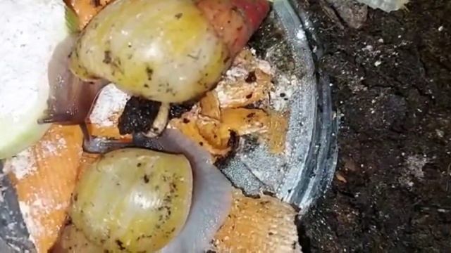 Живородящие улитки/Livebearer snails. смотреть онлайн