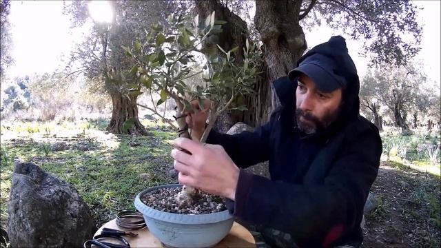 How To Create Bonsai Tree From Collected Material: The Olive Tree Styling (Olea Europaea) смотреть онлайн