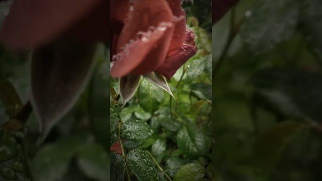 Raindrops on the Ingrid Bergman Roses, at Melvin Cottage in July