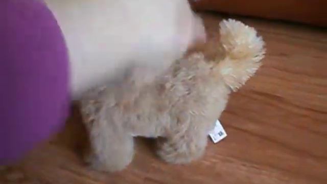 Інтерактивна іграшка "Пустотливе щеня Bouncy" Hasbro Fur Real Friends смотреть онлайн