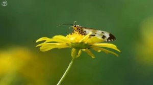 Красивые цветы ~ Планета Земля, невероятные природные пейзажи и лучшая расслабляющая музыка