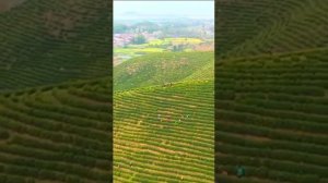 Национальный парк Чжанцзяцзе и другие удивительно красивые места Китая