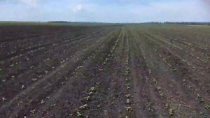 Нужна ли ротационка для подсолнуха?