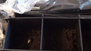 Кедр из семян  - с большим процентом всхожести!