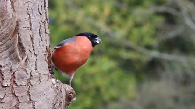 Rafi Meaning. Rafe Ortho ki. রাফি অর্থ কি. রাফি নামের বাংলা অর্থ. abdur rafi name meaning. смотреть онлайн