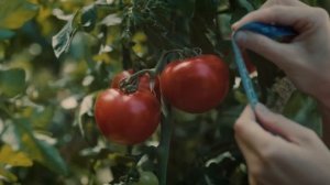 Реклама Heinz | Все дело в томатах | Реклама 2022