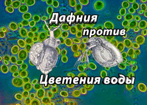 Помогает ли дафния бороться с цветением воды в аквариуме?