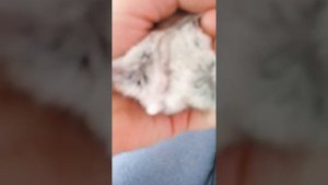 Как отличить мальчика от девочки???