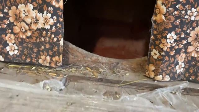 Не делайте так когда приучаете кур нестись в гнезда Опять в инкубатор яйца