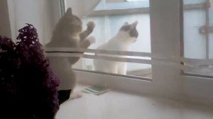 Как коты моют окна!:-)