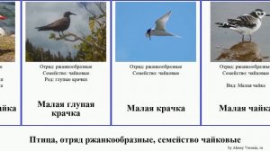 Птица, отряд ржанкообразные, семейство чайковые крачка чайка birds Малая Серая глупая водорез