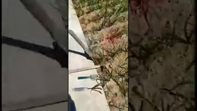 Рыхление и полив почвы