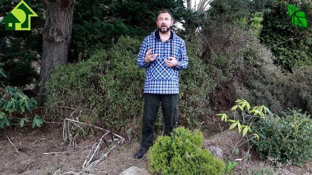 САМОЕ ВЕСЕННЕЕ УДОБРЕНИЕ. ОДНО для ВСЕХ: лук, чеснок, малина, голубика. И будете с большим урожаем!