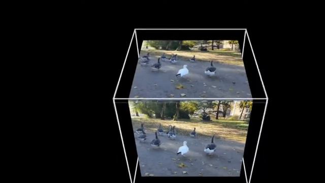 Птицы в городском саду Дюссельдорфа Животные, животный мир, Аnimals,Tiere смотреть онлайн