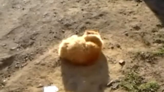 рыжий кот смотреть онлайн