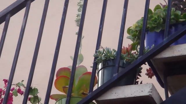 Californian hummingbird, very cute! Колибри смотреть онлайн