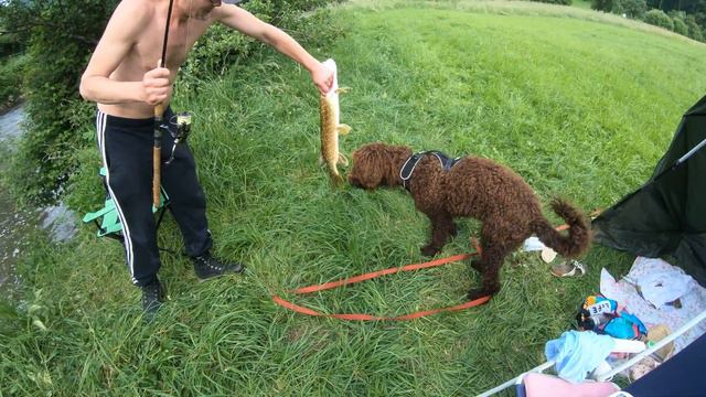 Уловистый воблер на щуку Fischfang Fisch Fluss Hecht Fishing русские в германии смотреть онлайн