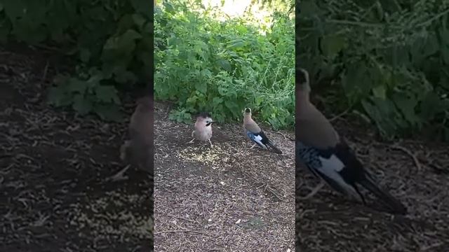 Кисловодский парк - место встреч Теперь с сойками смотреть онлайн