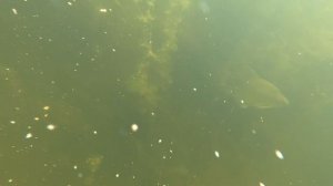 ВОСПОМИНАНИЯ ЛЕТНЕЙ РЫБАЛКИ | ПОДВОДНАЯ СЪЕМКА НА GO PRO