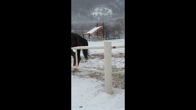 КАК ЛОШАДЬ ПРОЯВЛЯЕТ АГРЕССИЮ. ПОВЕДЕНИЕ ЛОШАДИ. HOW A HORSE SHOWS AGGRESSION. HORSE BEHAVIOR. смотреть онлайн