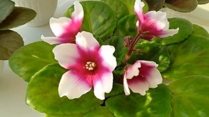 Эти фиалки ВСЕГДА цветут ШАПКОЙ! Фиалки для начинающих.