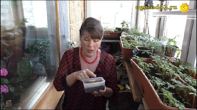 Этот овощ заставит вас забыть о работе в саду. О выращивании физалиса смотреть онлайн