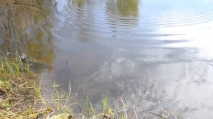 Чем хорош воблер Rapala Shadow Rap Shad?