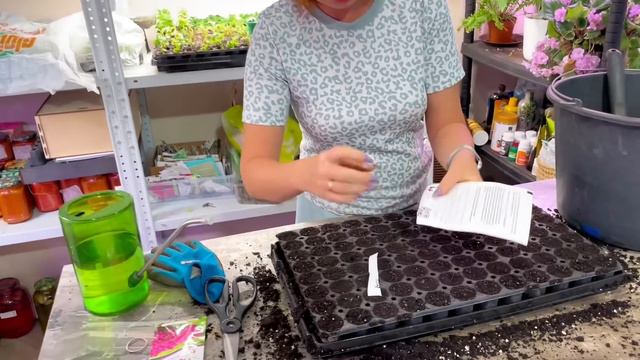 Сею 100шт петуний ❤️🥰 ура начала посевной сезон. смотреть онлайн