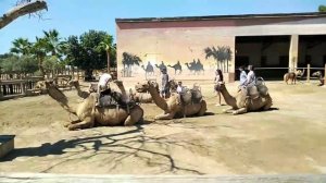 Camel Park (Cyprus)